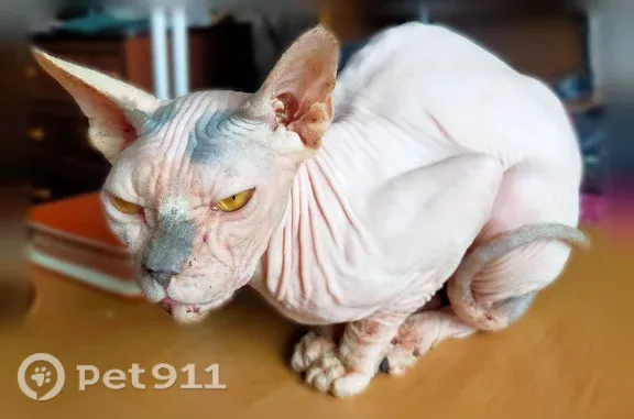 Найдена кошка, Раменское, фото: Найдена кошка, Раменское, Праволинейная, д. 16 — сфинкс, приучена к лотку