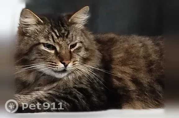 Пропала кошка, Танкистов, д. 90-100, Челябинск — коричневый полосатый кот, зелёные глаза - photo