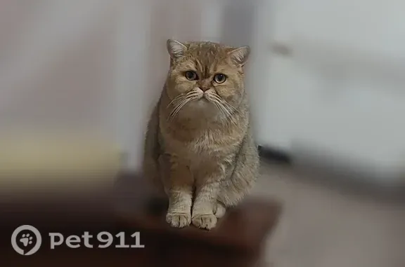 Пропала кошка, Деревня Дубки (г Талдом), Мира, д. 1, Талдом — скотиш золотая шиншила, кастрированный - photo