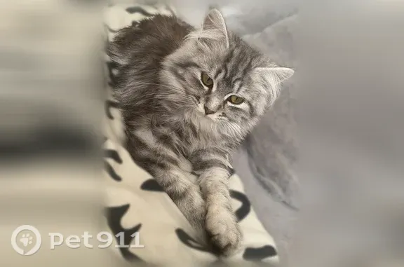 Пропала кошка, Камышлов, Карловарская, Камышлов — тёмно-серая, пушистая, полгода - photo