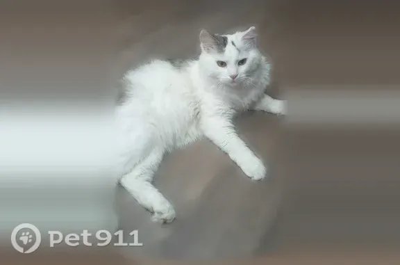 Пропала кошка, им. Сергея Есенина, д. 108/1Б, Краснодар — ночью выпрыгнула в открытое окно, пушистая - photo