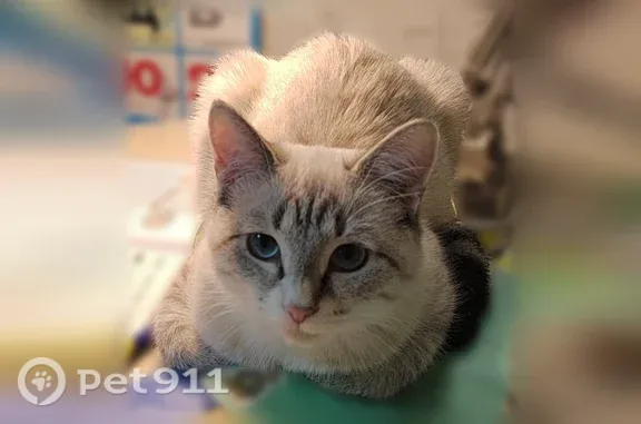 Пропала кошка, Село Сидоровское (г Одинцово), Восточная, д. 45, Одинцово - photo