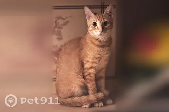 Пропала кошка, Художников, д. 4 1, Санкт-Петербург — рыжая, в голубой шлейке, пугливая - photo