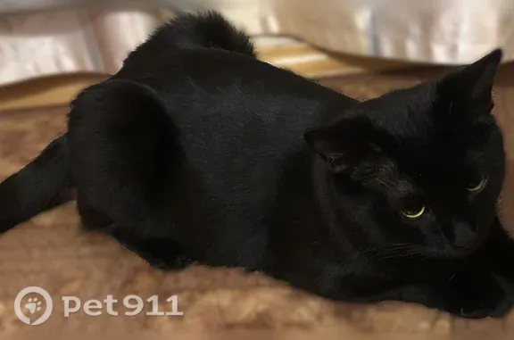 Пропала кошка, Чебоксары, Хевешская, д. 17/1 — кот Джока, около года, спрыгнул с окна - photo