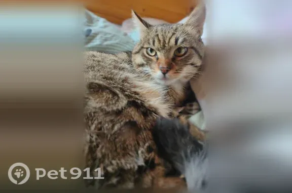 Объявления о пропавших и найденных животных, Москва, фото: Найдена кошка, Район Красносельский (г Москва), Русаковская, д. 14/16 1, Москва — шпротная, с белой крапинкой на носу