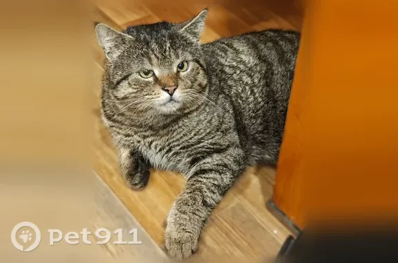 Пропала кошка, Воронеж, Космонавтов, д. 11, Воронеж — вышла на улицу и не вернулась - photo