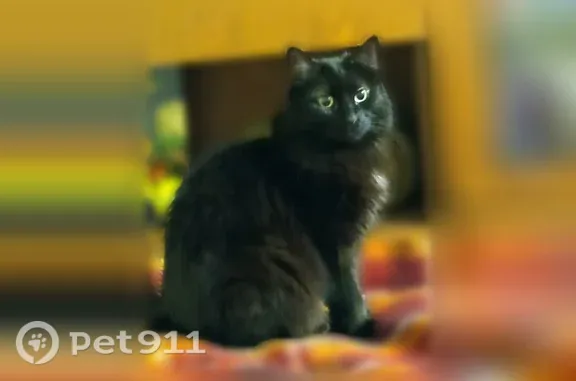 Пропала кошка, Домодедово — чёрная, стерилизована - photo