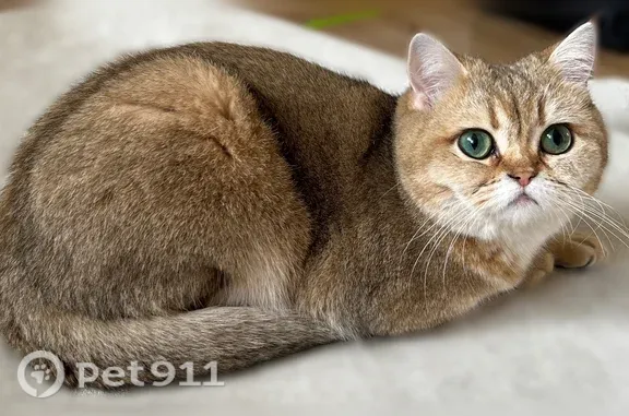 Объявления о пропавших и найденных животных, Красновка, фото: Пропала кошка, Территория садоводческое товарищество Мичуринец, Южная, д. 127, Красновка — большие круглые ярко-зелёные глаза
