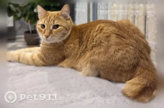 Пропала кошка, Челябинск — очень пугливый бесхвостый рыжий кот - photo