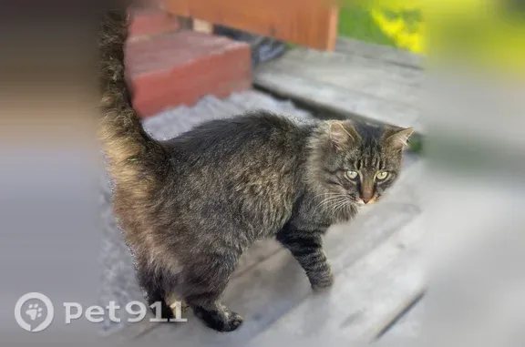 Найдена кошка, Сегежа - photo
