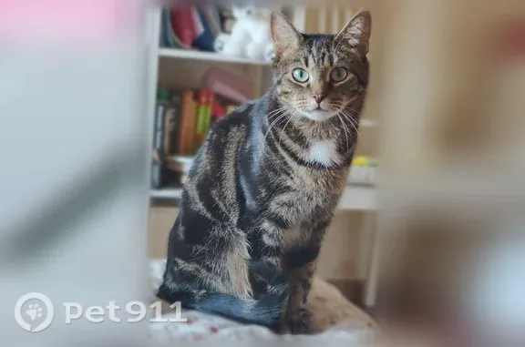 Пропала кошка, Лесная, Щёлково — окраса табби, с голубым ошейником - photo