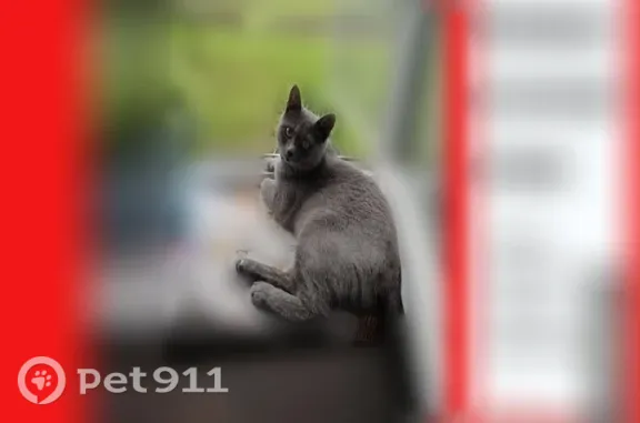 Кошки потеряшки, Кострома, фото: Потеряшка кошка, Красная Байдарка, Кострома