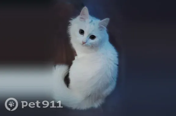 Объявления о пропавших и найденных животных, Струнино, фото: Пропала кошка, Струнино, Нагорный 2-й, д. 15, Струнино — белая, пушистая, 1 год 2 месяца, в красном ошейнике