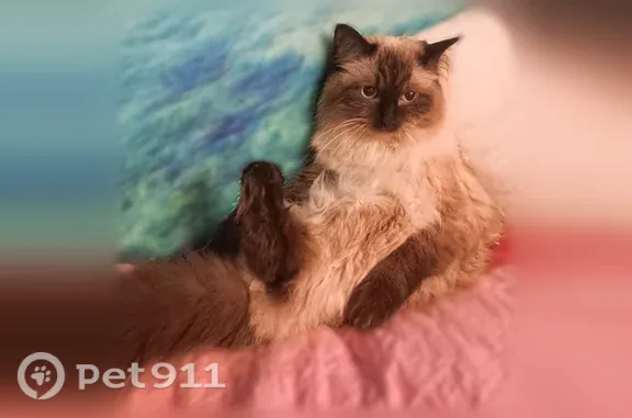 Объявления о пропавших и найденных животных, Нижний Новгород, фото: Пропала кошка, Серова, Нижний Новгород — кот породы невская-маскарадная, кастрирован, боится людей и машин
