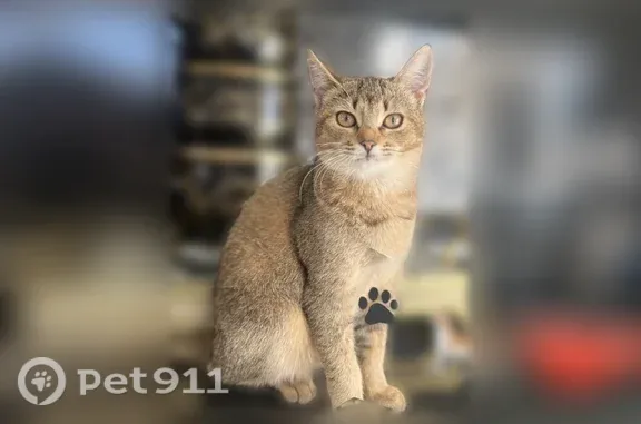 Кошки потеряшки, Кострома, фото: Потеряшка кошка, Кострома, Вохомский, д. 26 — окрас соболь