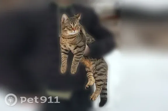 Пропала кошка, Деревня Шутовщина, Олимпийская, д. 9, Шутовщина — молодой кот, 1 год - photo