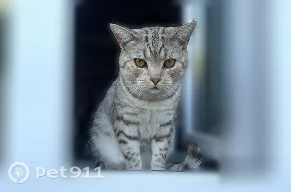 Пропала кошка, Тула, Пролетарская, д. 38А, Тула — котик по кличке Вася, вознаграждение - photo