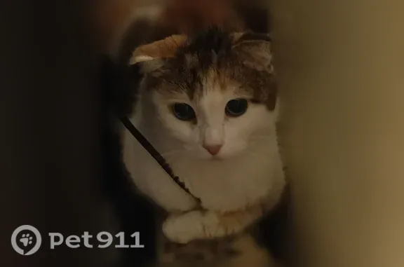 Объявления о пропавших и найденных животных, Тула, фото: Найдена кошка, Тула, Красноармейский, д. 23, Тула — трёхцветная, похоже беременна