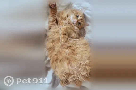 Кошки потеряшки, Волжский, фото: Потеряшка кошка, Волжский, 15-я Песчаная, Волжский — рыжая, зелёные глаза, белые усики