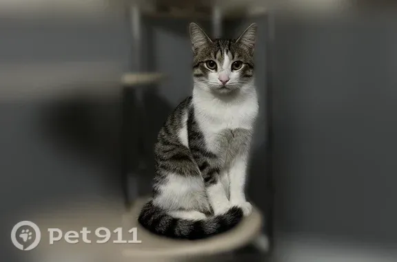 Пропала кошка, Кунгур, 9 Января, д. 25 — полосатый кот, больше белого - photo