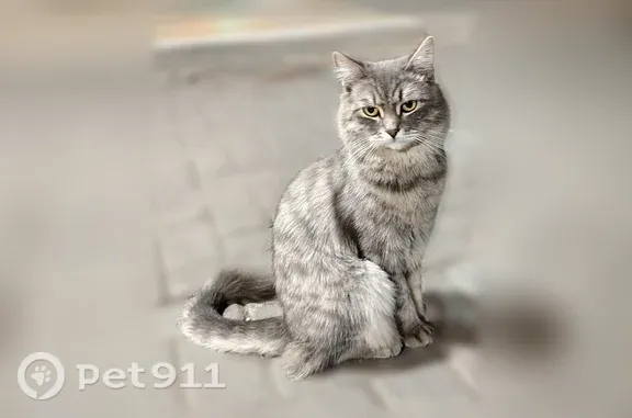 Кошки потеряшки, Томск, фото: Найдена кошка, Томск, Дальне-Ключевская, д. 5 — как на фото