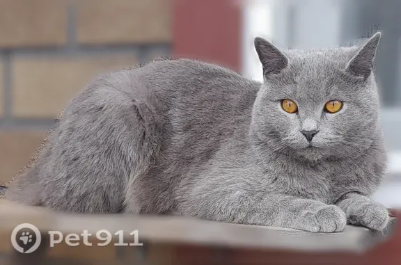 Пропала кошка, Архангельск — серый шотландец, уши прямо стоячие - photo