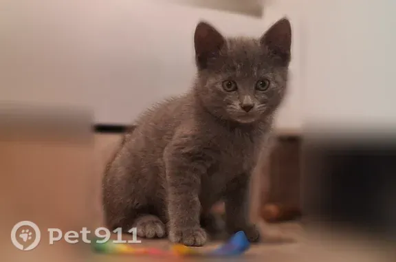 Найдена кошка, женская, Мурино, в Лаврики, д. 59А, Мурино — дымчатая, тактильная - photo
