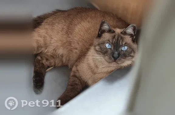 Пропала кошка, Вологда, Южная Роща, д. 8а — тайская (сиамская) с порванным краем правого уха - photo