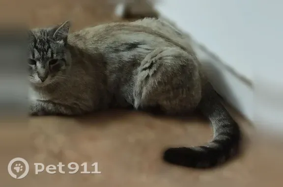 Пропала кошка, Дзержинского, Кольчугино — косоглазие, худенький, серый - photo