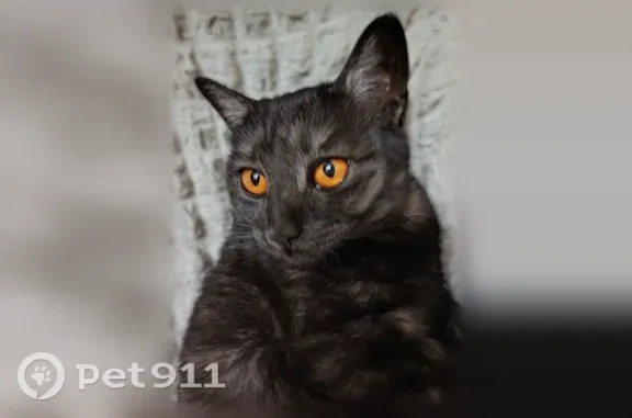 Пропала кошка, Коломна, Большая Запрудная, д. 8 — ушла гулять несколько дней назад - photo