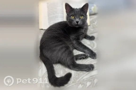 Пропала кошка, Село Ромашково (г Одинцово), Раздоровская, д. 75, Одинцово — вырвался из рук, без ошейника - photo