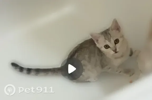 Пропала кошка, Аделя Кутуя, д. 12, Набережные Челны — серо-белая - photo