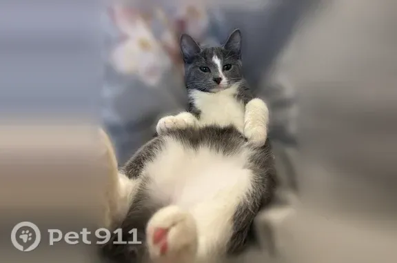 Кошки потеряшки, Уфа, фото: Потеряшка кошка, Уфа, Сипайловская, д. 12/1 — серо-белый окрас