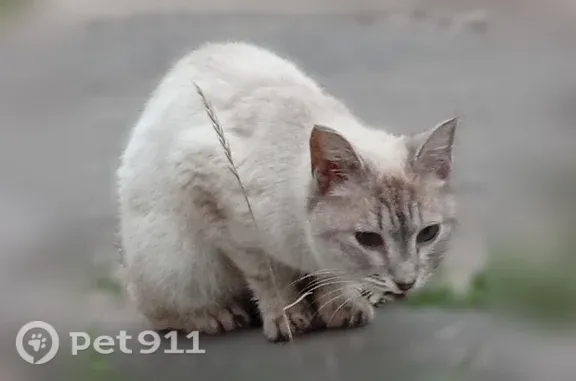 Найдена кошка, Йошкар-Ола, фото: Найдена кошка, Петрова, Йошкар-Ола — очень худой окрас, мутные глаза