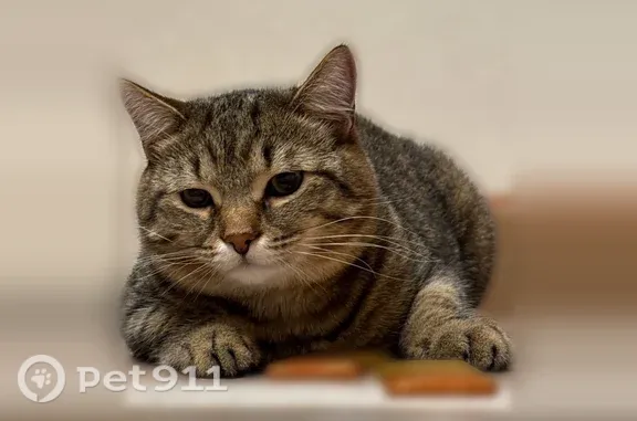 Пропала кошка, Территория тсн Строитель-1, Новоуральск — на переносице болячка - photo