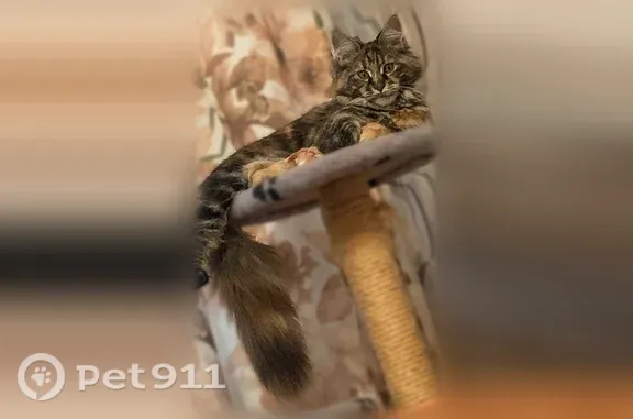 Пропала кошка, Воронеж, Ростовская, д. 69 — трёхцветная, пугливая, может быть в подвале - photo