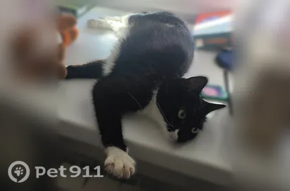 Кошки потеряшки, Машезеро, фото: Потеряшка кошка, Деревня Машезеро, д. СНТ Онежец, участок 154, Машезеро — ласковая, может бояться (новое место)