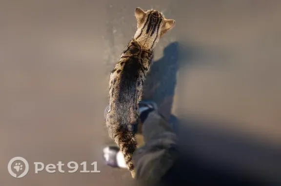 Найдена кошка, Москва, фото: Найдена кошка, Москва, Беломорская, д. 10 2 — доверчивая, просит еду