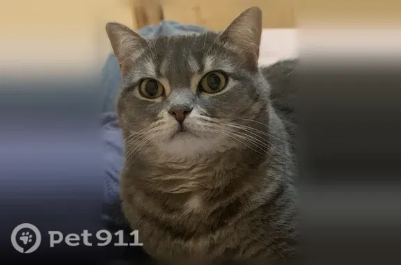 Кошки потеряшки, Кострома, фото: Потеряшка кошка, Садовое товарищество Кубанка (Самсоновское) (деревня Ивакино), Кострома — серый окрас, белая мордочка