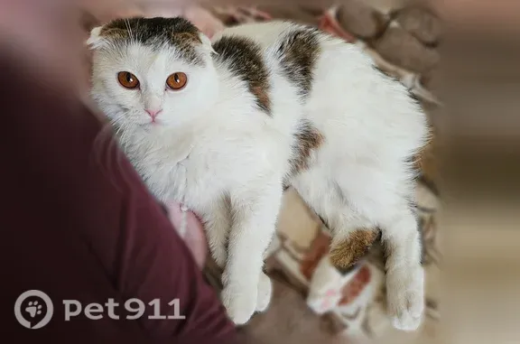 Кошки потеряшки, Одинцово, фото: Потеряшка кошка, Территория снт Гранат (г Одинцово), д. 116, Одинцово — вислоухие ушки, карие глаза