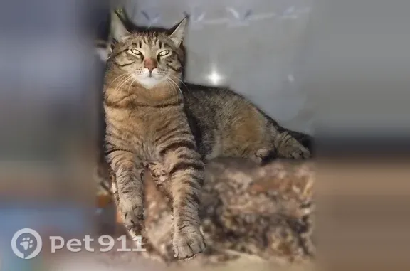 Кошки потеряшки, Омск, фото: Потеряшка кошка, Омск, Сергея Тюленина, д. 5Б — крупная, громко мяукает