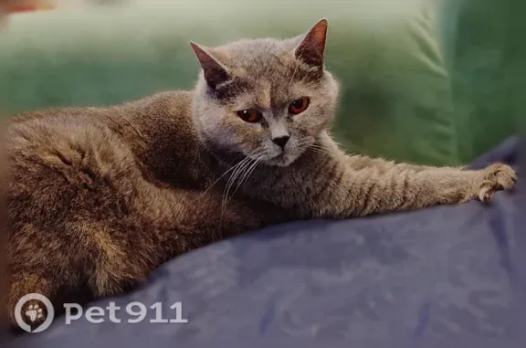 Пропала кошка, Молодой Гвардии, д. 41, Киров — серая британская кошка - photo