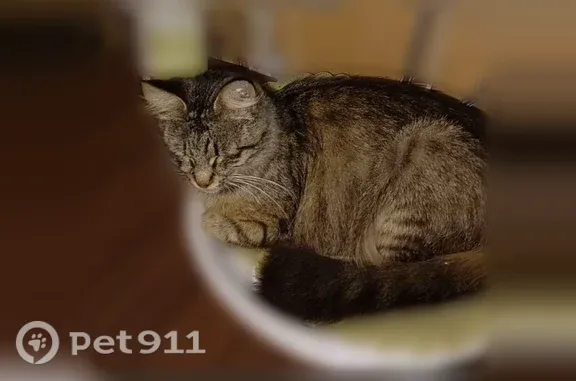 Пропала кошка, Санкт-Петербург, улица Энгельса, дом 115 корпус 1 — сегодня ездили по адресу, не нашли - photo