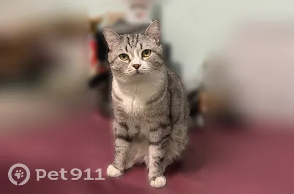 Объявления о пропавших и найденных животных, Новокузнецк, фото: Пропала кошка, Район Куйбышевский (г Новокузнецк), Мичурина, д. 15А, Новокузнецк — серо-белая, похожа на шотландскую породу