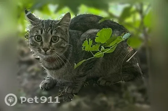 Объявления о пропавших и найденных животных, Новосибирск, фото: Найдена кошка, Район Заельцовский (г Новосибирск), Галущака, д. 1, Новосибирск — ошейник красного/оранжевого цвета