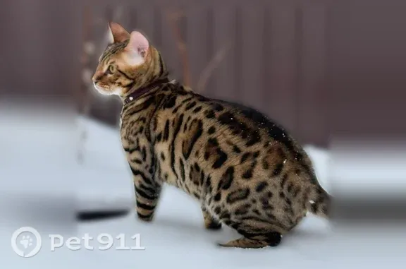 Кошки потеряшки, Красноярск, фото: Потеряшка кошка, Район Центральный (г Красноярск), Сиреневая, д. 82, Красноярск — бенгал, откликается на кличку Симба