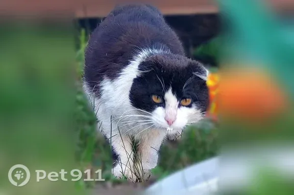 Найдена кошка, Территория снт Картошкино (село Симоново) — чёрно-белая, короткие уши - photo
