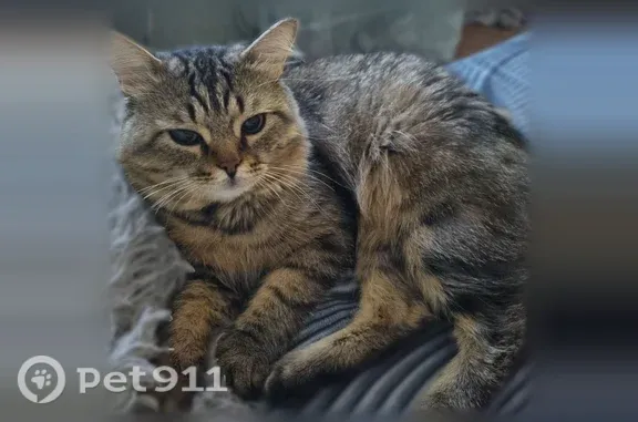 Пропала кошка, Уральская, Миасс — размером меньше обычных котов - photo