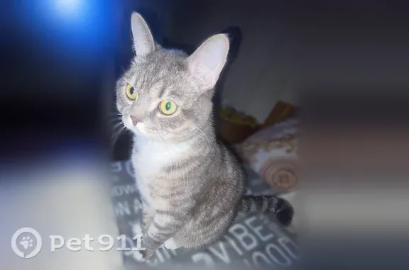 Пропала кошка, Воркута, Энтузиастов, д. 24 3 — серый в полоску, гладкошерстный - photo