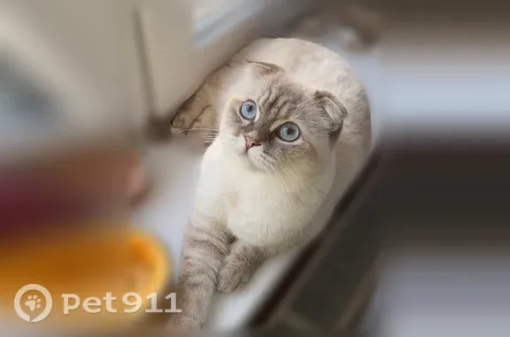 Пропала кошка, Станица Полтавская, Полтавский, Полтавская — вислоухая, отзывается на Миша - photo